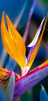 Vibrant Bird of Paradise flower on a colorful mobile wallpaper.