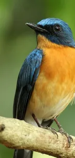 Vibrant blue and orange bird on a branch with green background.