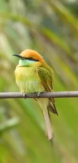 Vibrant bird perched on a branch set against a lush green background.