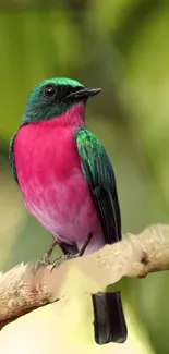 A vibrant pink and green bird perched on a branch.