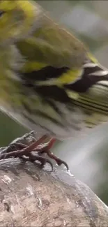 Vibrant bird with yellow and green hues perched on a branch.