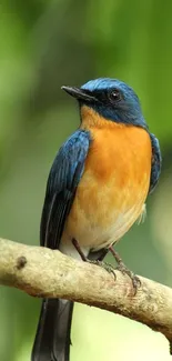 Colorful bird perched on a branch amidst green leaves.