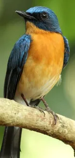 Vibrant blue and orange bird on a branch against a green background.