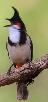 Vibrant bird perched on a branch, against a light green background.