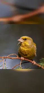 A vibrant yellow-green bird perched on a delicate branch.