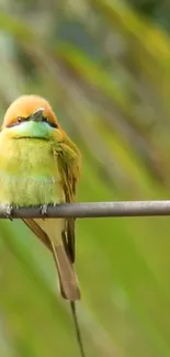 Vibrant green bird perched on a branch against a lush background.