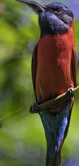 Close-up of a vibrant bird perched on a branch with a green background.