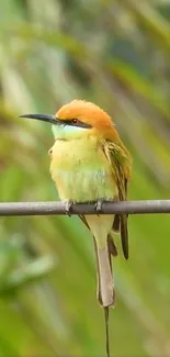 Colorful bird perched on a branch with a green background.