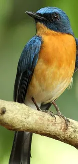 Vibrant blue and orange bird perched on a branch.