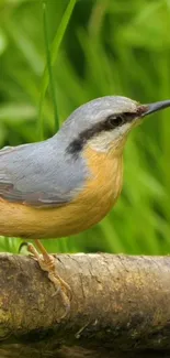 A vibrant bird perched on a rustic branch in lush greenery.