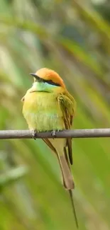 Colorful bird perched on a branch amid green background.