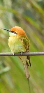 A colorful bird perched on a branch amid green background.