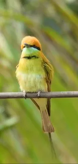 A colorful bird perched on a wire against a green background.