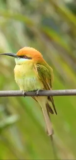 A vibrant bird with green and orange plumage perched on a wire.