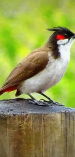 Vibrant bird perched on a wooden post.