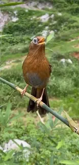 Vibrant bird perched on bamboo amidst green scenery.