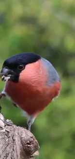 Colorful bird perched on a textured bark with a green background.