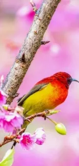 A colorful bird perched on a blossoming branch with a pink background.