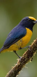 Colorful bird perched on a branch in natural setting.