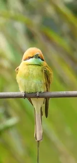 Vibrant green bird perched on a branch in nature.