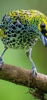 Colorful bird perched on a branch with a vibrant green background.