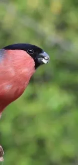 A vibrant bird perched on a branch with a lush green background.