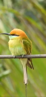 Colorful bird perched on a branch in a natural setting.