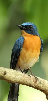 A colorful bird perched on a branch amidst green background.