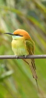 Colorful bird perched on a branch against a green background.