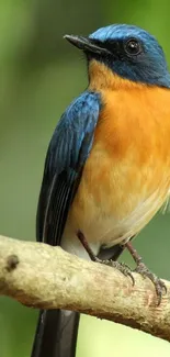 Orange-breasted bird perched on a branch with a green background.