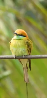 Colorful bird perched on a branch against a green background.