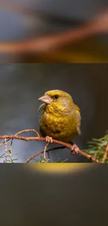 A vibrant yellow bird perched on a branch with a natural background.