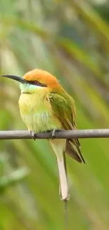 Colorful bird resting on a branch with a green background.