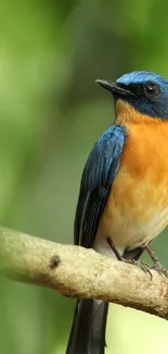 A vibrant, colorful bird perched on a branch against a green background.