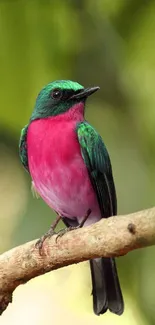 Colorful bird perched on a branch with green leaves in the background.