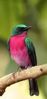 Vibrant colorful bird on branch with green background.