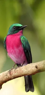 Vibrant green and pink bird perched on a branch with lush background.