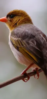 A vibrant bird with colorful plumage perched on a branch, set against a blurred background.