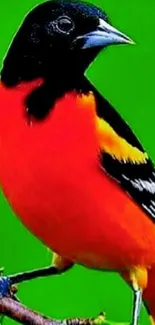 Vibrant bird with red plumage on a green background mobile wallpaper.