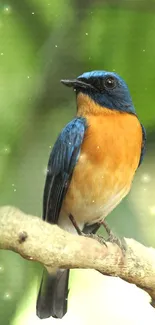 A vibrant blue and orange bird perched on a branch with a green background.