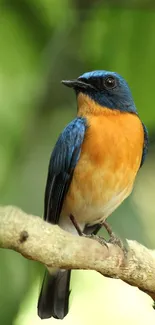 Colorful bird on a branch with a vibrant green background.