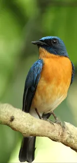 Blue and orange bird perched on a branch with green background.