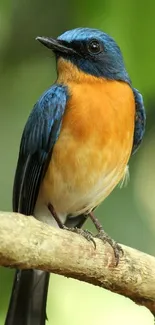 A colorful bird perched on a branch with a vibrant blue and orange plumage.