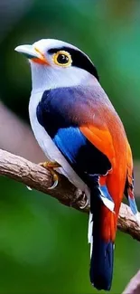 Colorful bird perched on branch, vibrant wallpaper.