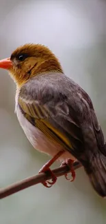 A beautiful bird perched on a branch with a soft background.