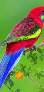 Vibrant parrot perched on branch with vivid colors.