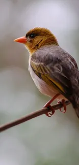 Vibrant bird perched on a branch, showcasing detailed feathers.