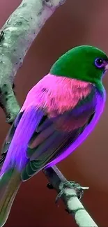 A vibrant bird with green and pink feathers perched on a branch against a blurred background.