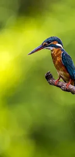 Vibrant bird perched on a branch with a green lush background.