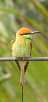 Vibrant bird perched delicately on a branch with lush green background.